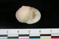 藏品(白肋蜑螺)的圖片